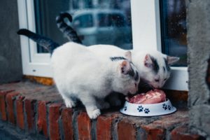 Pet Industry Seeing Boom in Alternative Diets